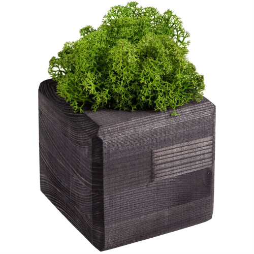 Изображение Декоративная композиция GreenBox Black Cube, зеленый